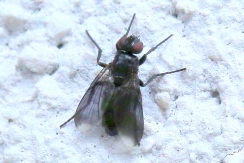 Réf. 283 680 : Melanophora roralis
